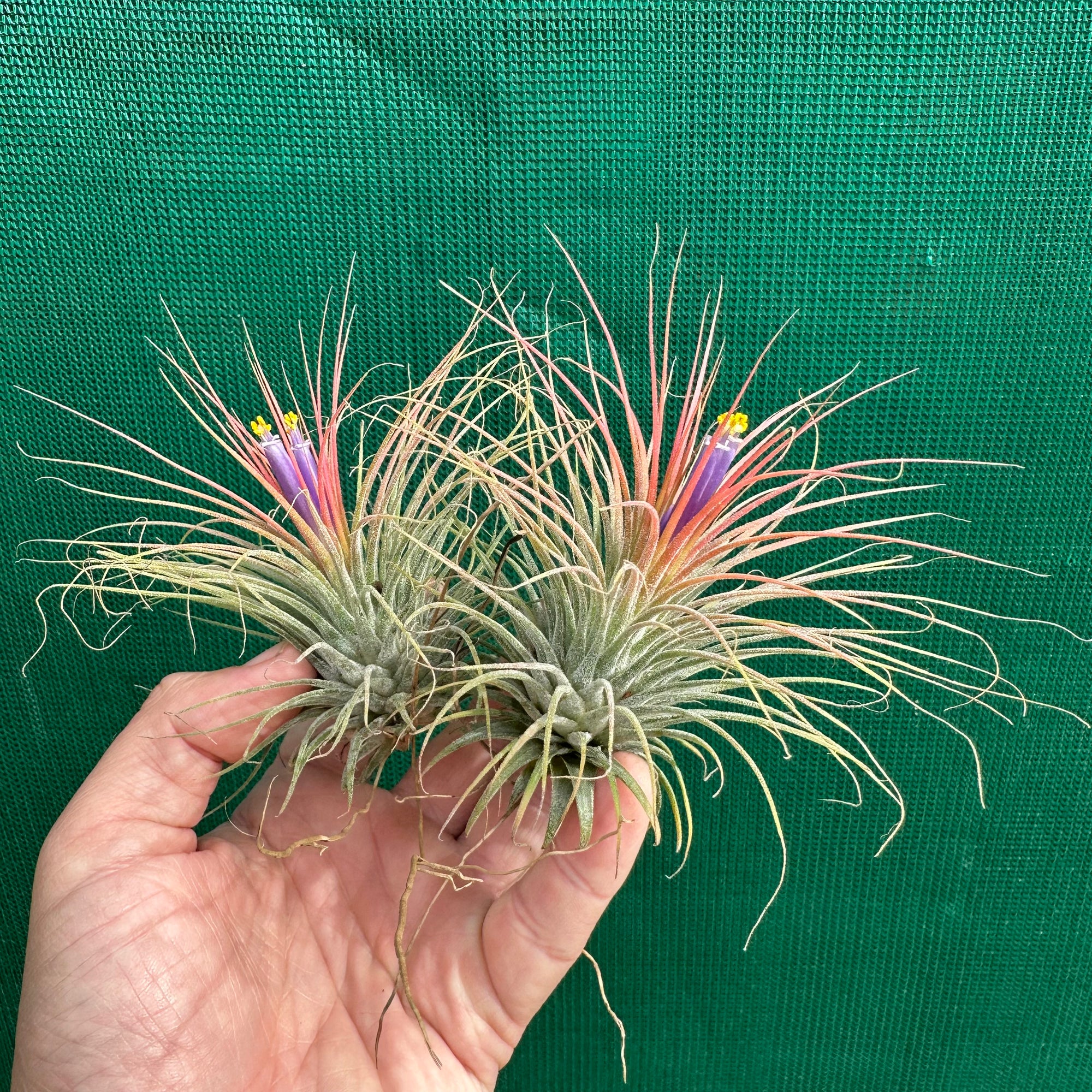 Tillandsia - ionantha ‘APD002’