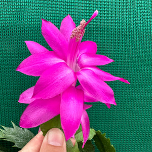 Zygocactus Saint Charles