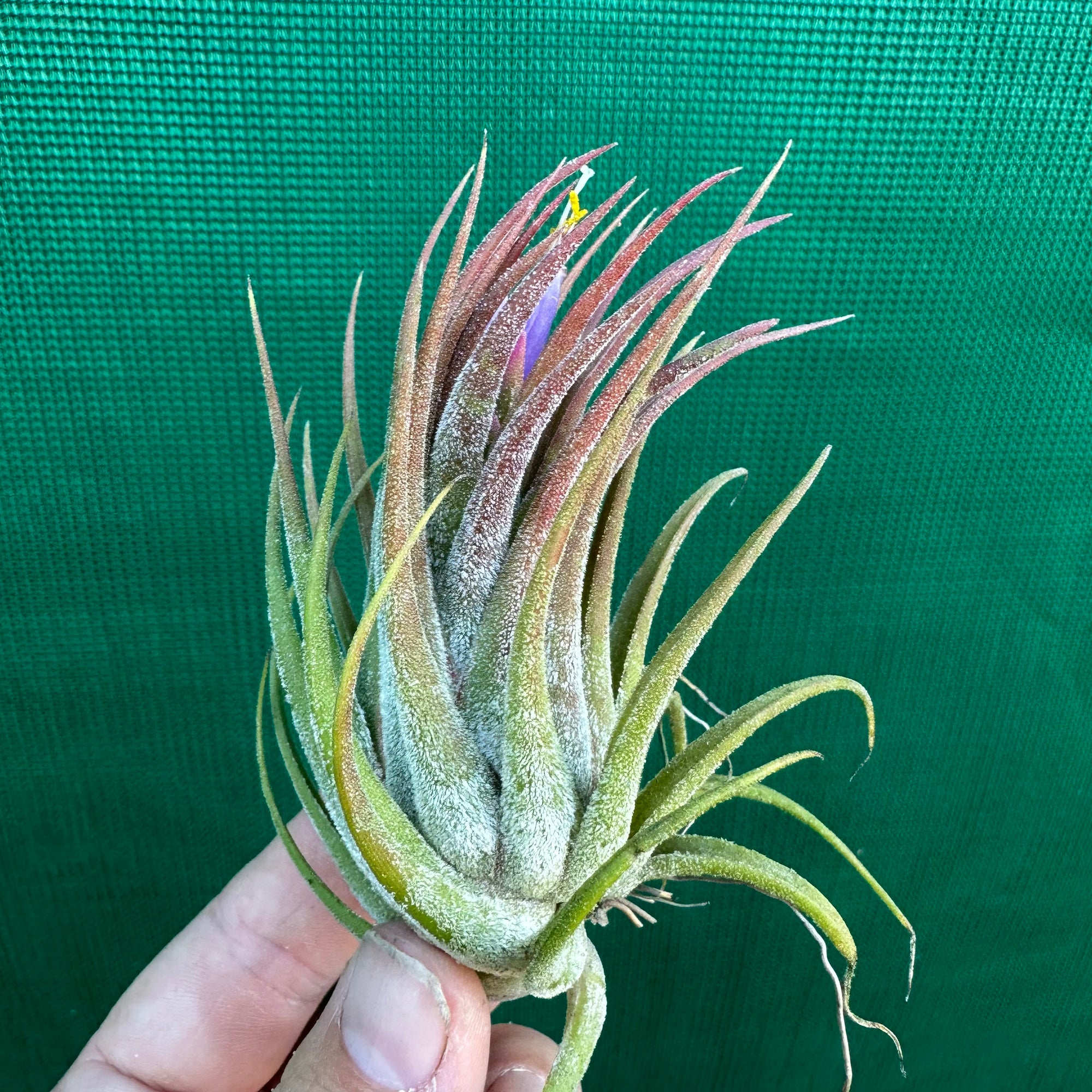 Tillandsia - Tina Parr ex. CC