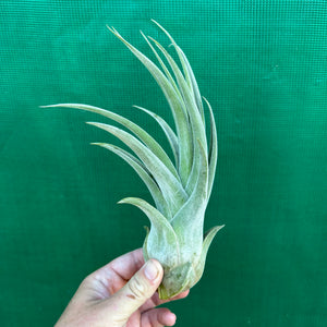 Tillandsia - Lucille ex. BF