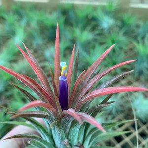 Tillandsia - ionantha ‘APD001’ (Wholesale)