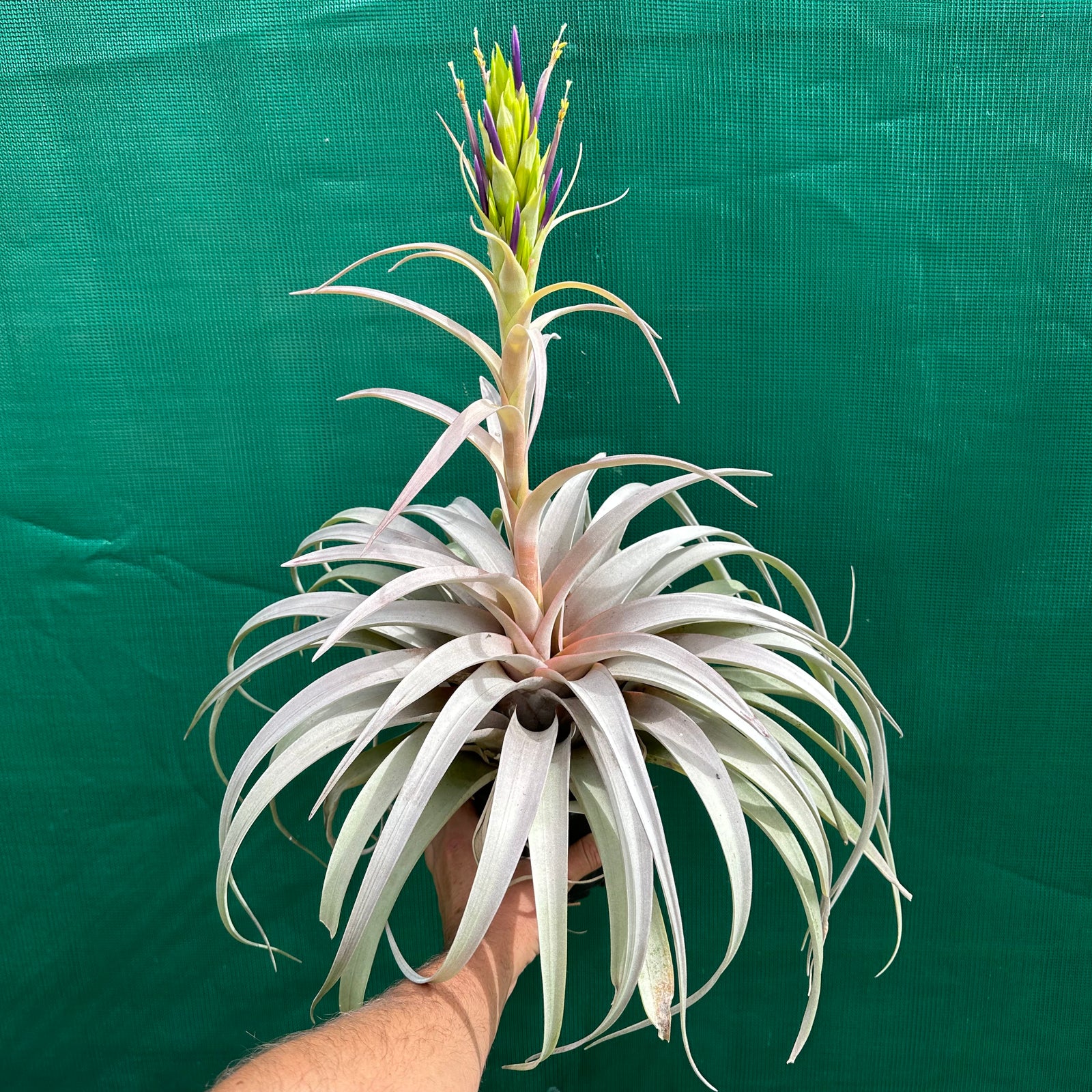Tillandsia - xerographica Hybrid ex. OM NEW