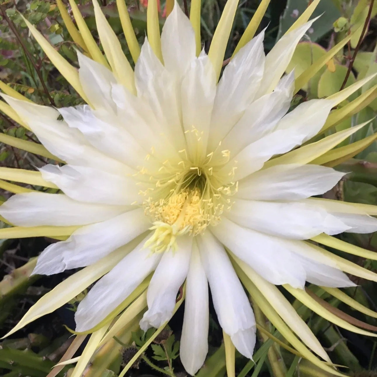 Selenicereus spinulosus EP19