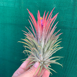 Tillandsia - ionantha 'Pink Beauty' (Wholesale)