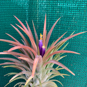 Tillandsia - ionantha ‘APD001’ (Wholesale)