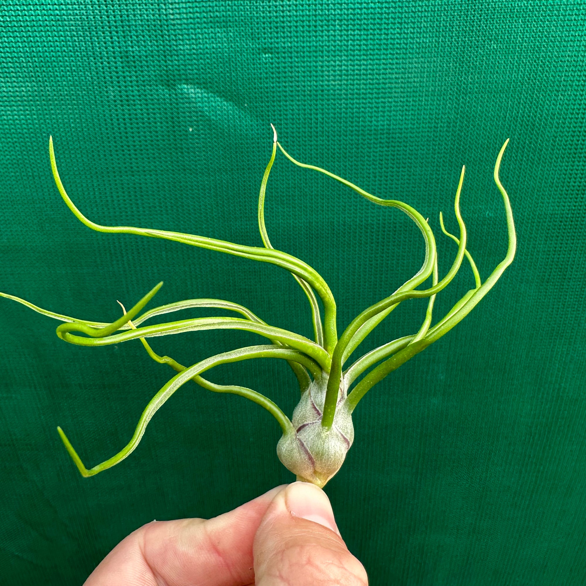 Tillandsia - bulbosa