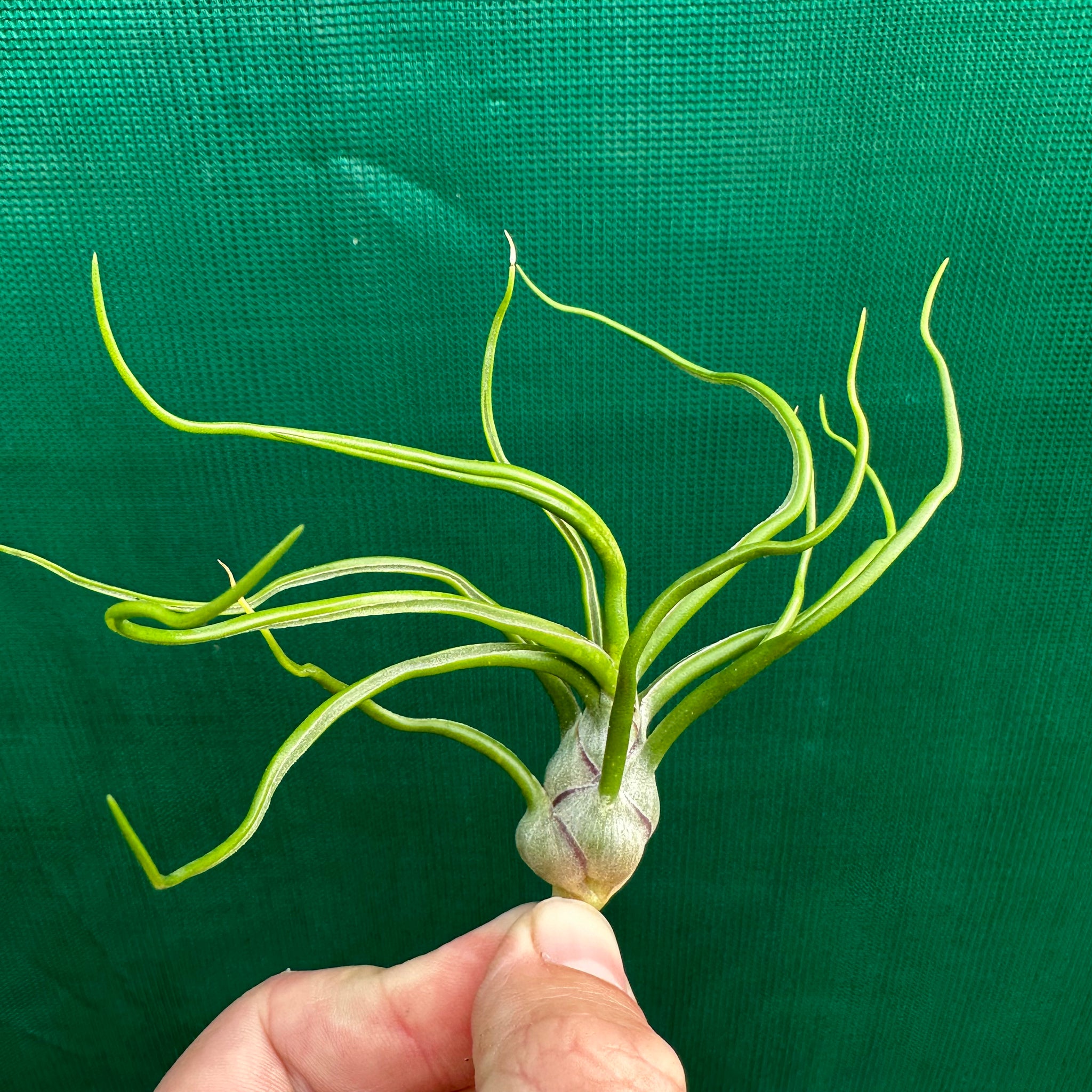 bulbosa air plant flower Tillandsia - bulbosa