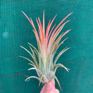 Tillandsia - ionantha ‘Honduras’ ex. CV (Wholesale)