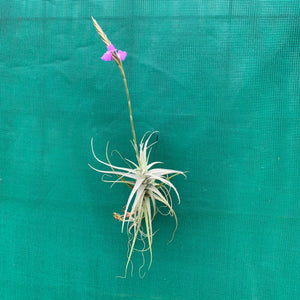 Tillandsia - paleacea ‘Tight Compact’ ex. PT