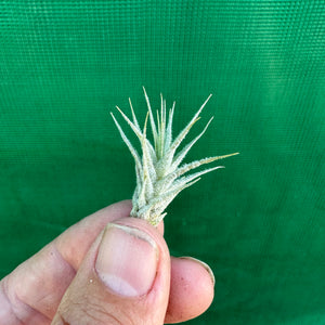 Tillandsia - heteromorpha ex. CC