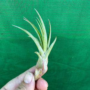 Tillandsia - Success Story ex. RFI