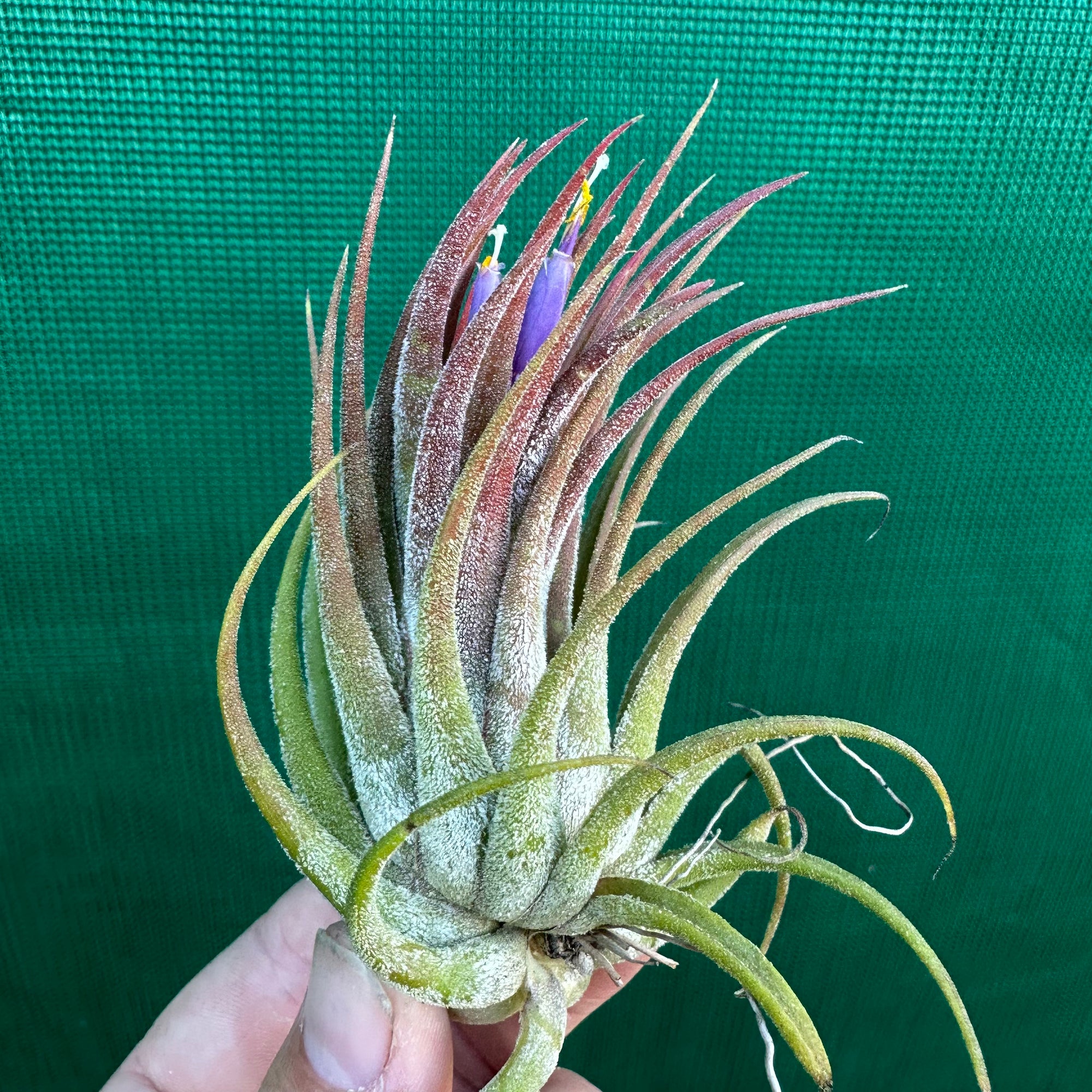 Tillandsia - Tina Parr ex. CC