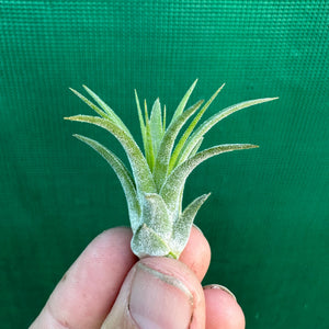 Tillandsia - Ionantha 'Sumo White’ (Wholesale)