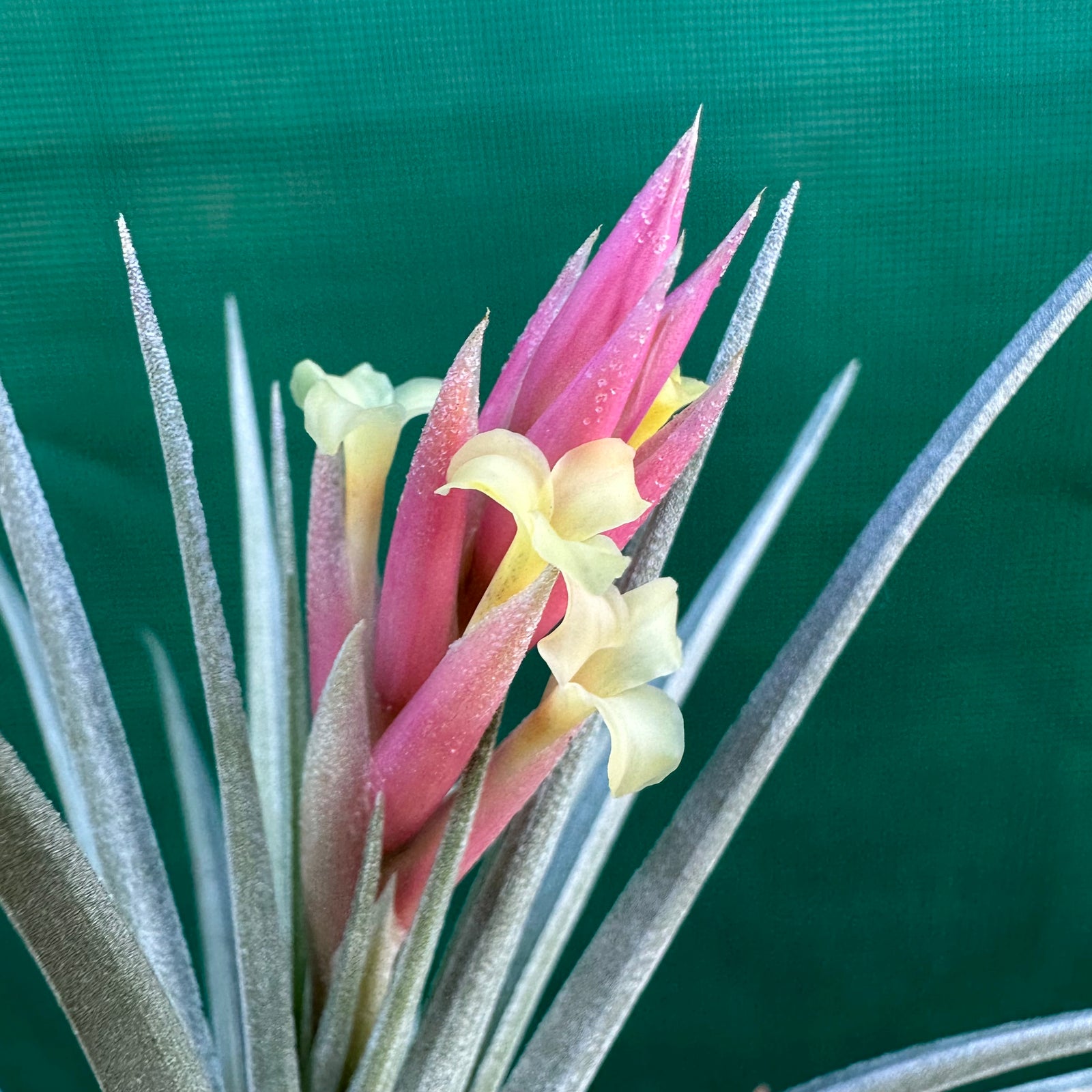 Tillandsia - jucunda ex. CC (Fragrant)