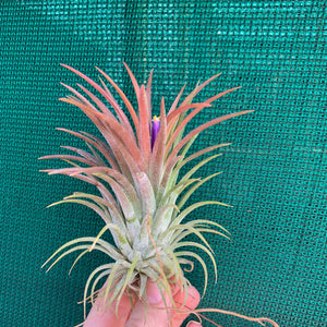 Tillandsia - ionantha ‘APD001’ (Wholesale)