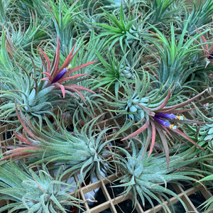 Tillandsia - ionantha ‘APD001’ (Wholesale)