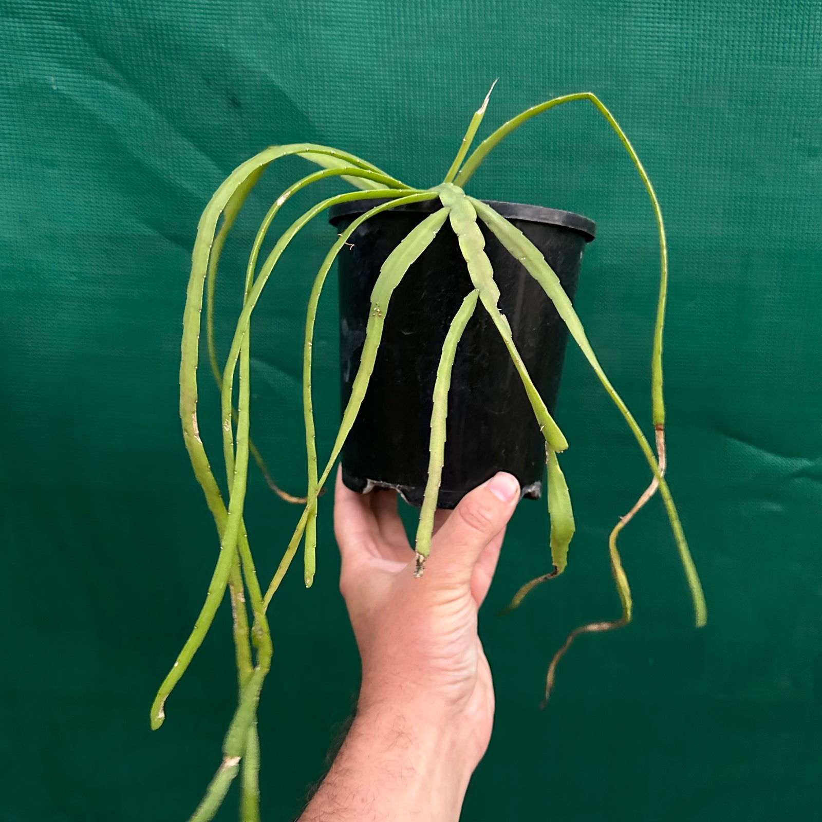 Lepismium bolivianum White R68