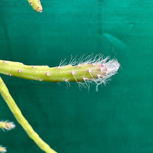 Rhipsalis flaggeliformis