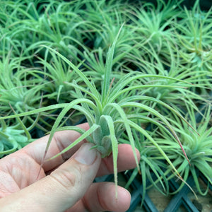 Tillandsia - Ionantha ‘Curly Leaf’ (Wholesale)