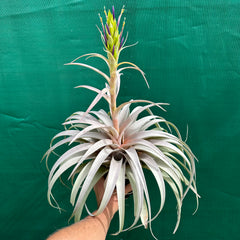 image_240x.heic?v=1682390955