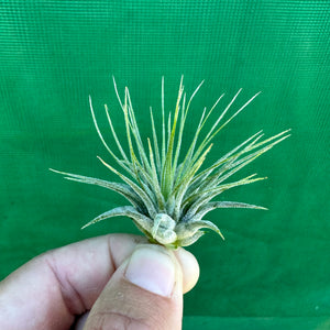 Tillandsia - ionantha ‘APD002’