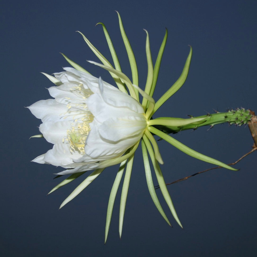 Selenicereus setaceus EP20