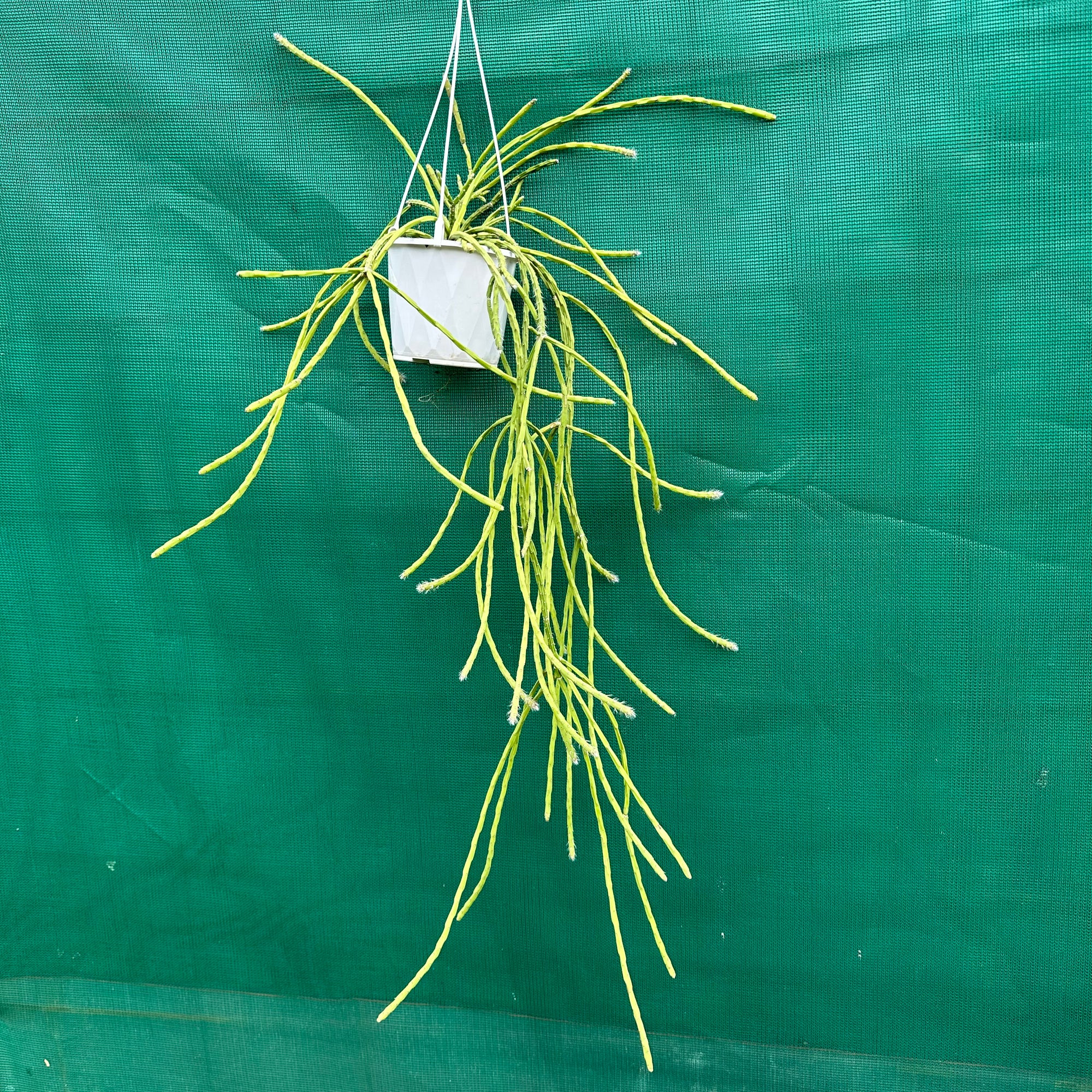 Rhipsalis flaggeliformis