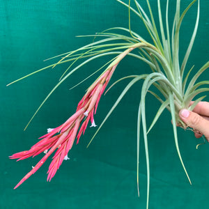 Tillandsia - Globosa x Vernicosa ex. Holm
