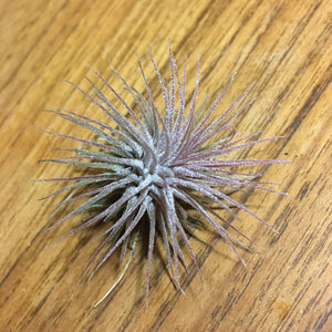 Tillandsia - ionantha 'Stricta' (Wholesale)