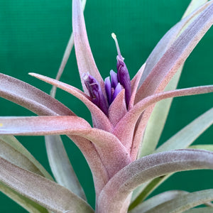 Tillandsia - Hondurensis x Capitata Marron ex. BG