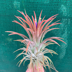 Tillandsia - ionantha ‘APD001’ (Wholesale)