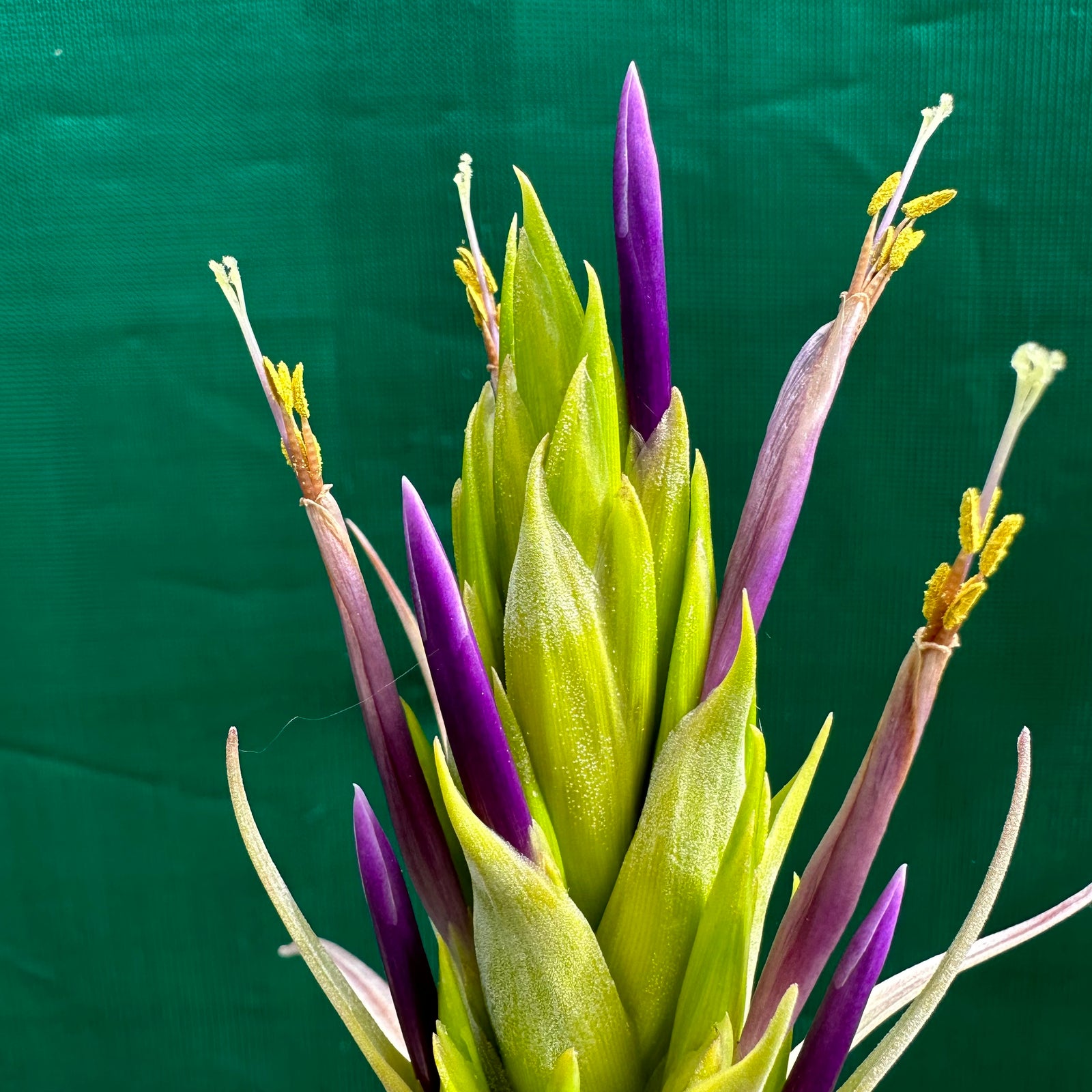 Tillandsia - xerographica Hybrid ex. OM NEW