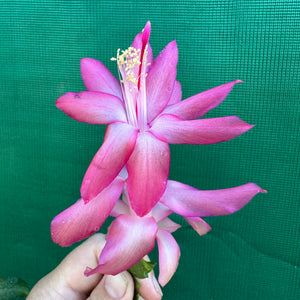 Zygocactus Rosebud