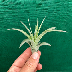 Tillandsia - L.C. ex. BH