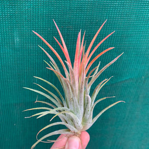 Tillandsia - ionantha ‘Honduras’ ex. CV (Wholesale)