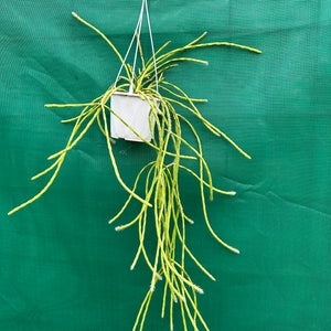 Rhipsalis flaggeliformis