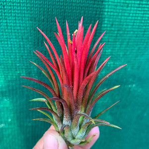 Tillandsia - Ionantha 'Thai Fuego' (Wholesale)