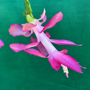 Zygocactus Rosebud