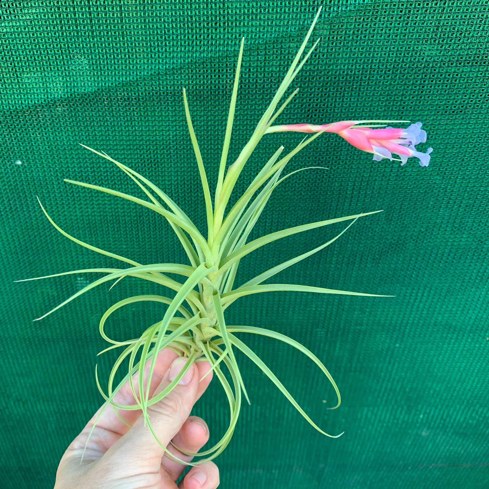 Tillandsia - Confusion (Wholesale)