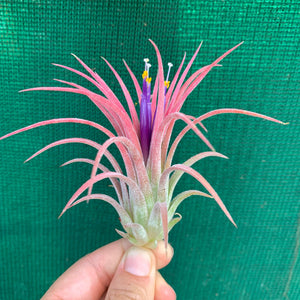 Tillandsia - ionantha ‘Curly Leaf’ (Wholesale)