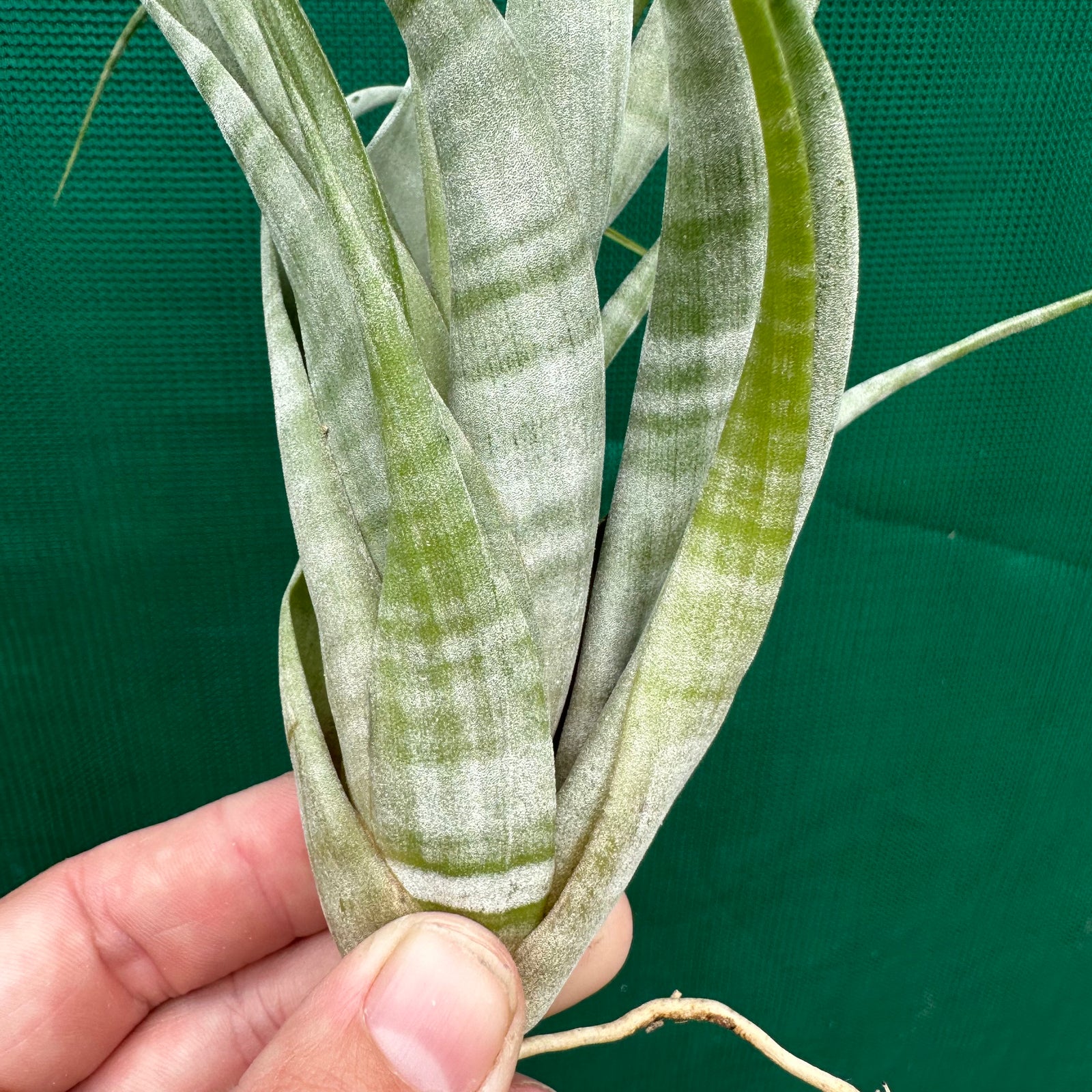 Tillandsia - flexuosa ex. Suriname