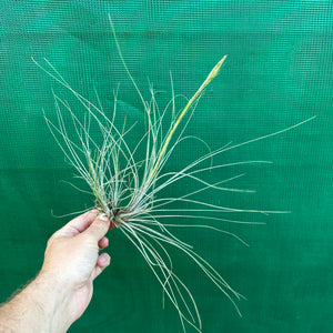 Tillandsia - setacea ex. JO