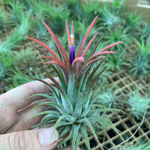 Tillandsia - ionantha ‘APD001’ (Wholesale)