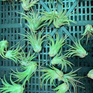 Tillandsia - ionantha ‘APD001’ (Wholesale)