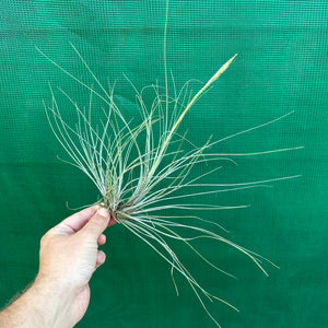 Tillandsia - setacea ex. JO