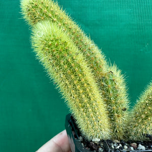 Golden Rat Tail Cactus - Cleistocactus winteri