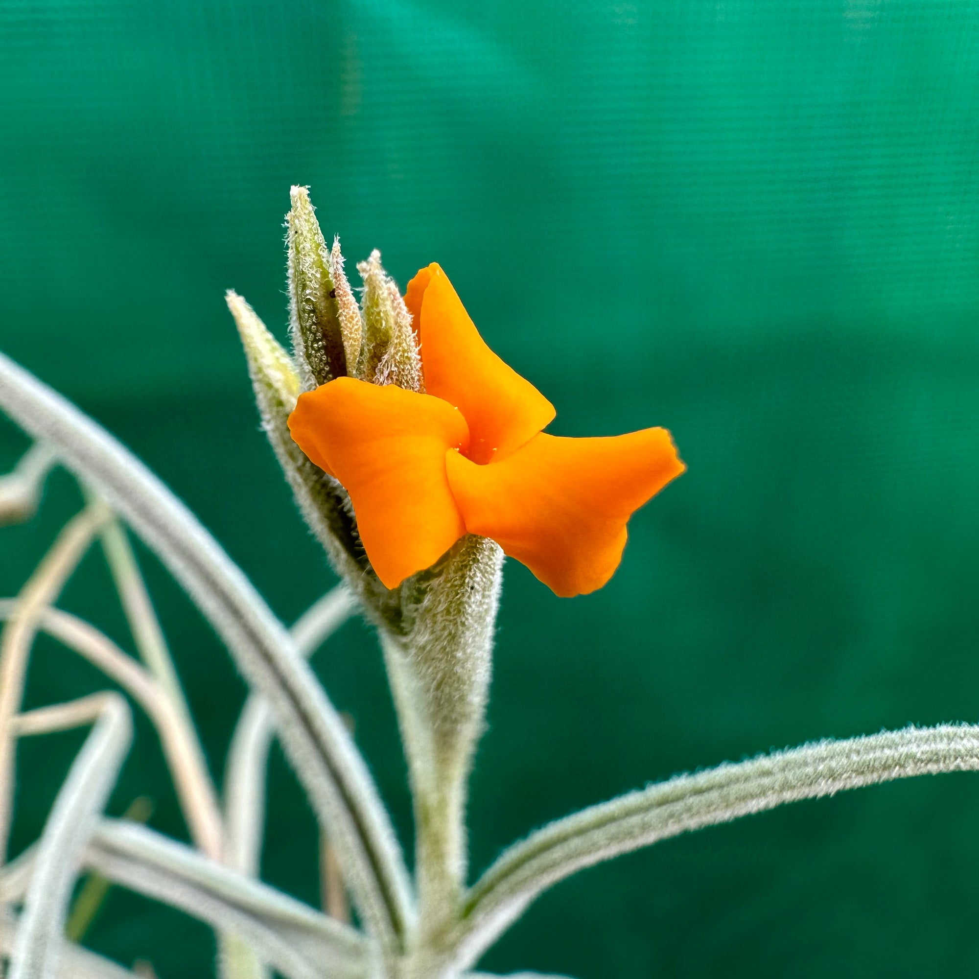 Tillandsia - Mock Orange (Fragrant)