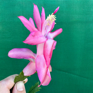 Zygocactus Rosebud