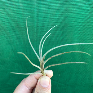 Tillandsia - bandensis ‘Large Form’ ex. CL (Fragrant) NEW