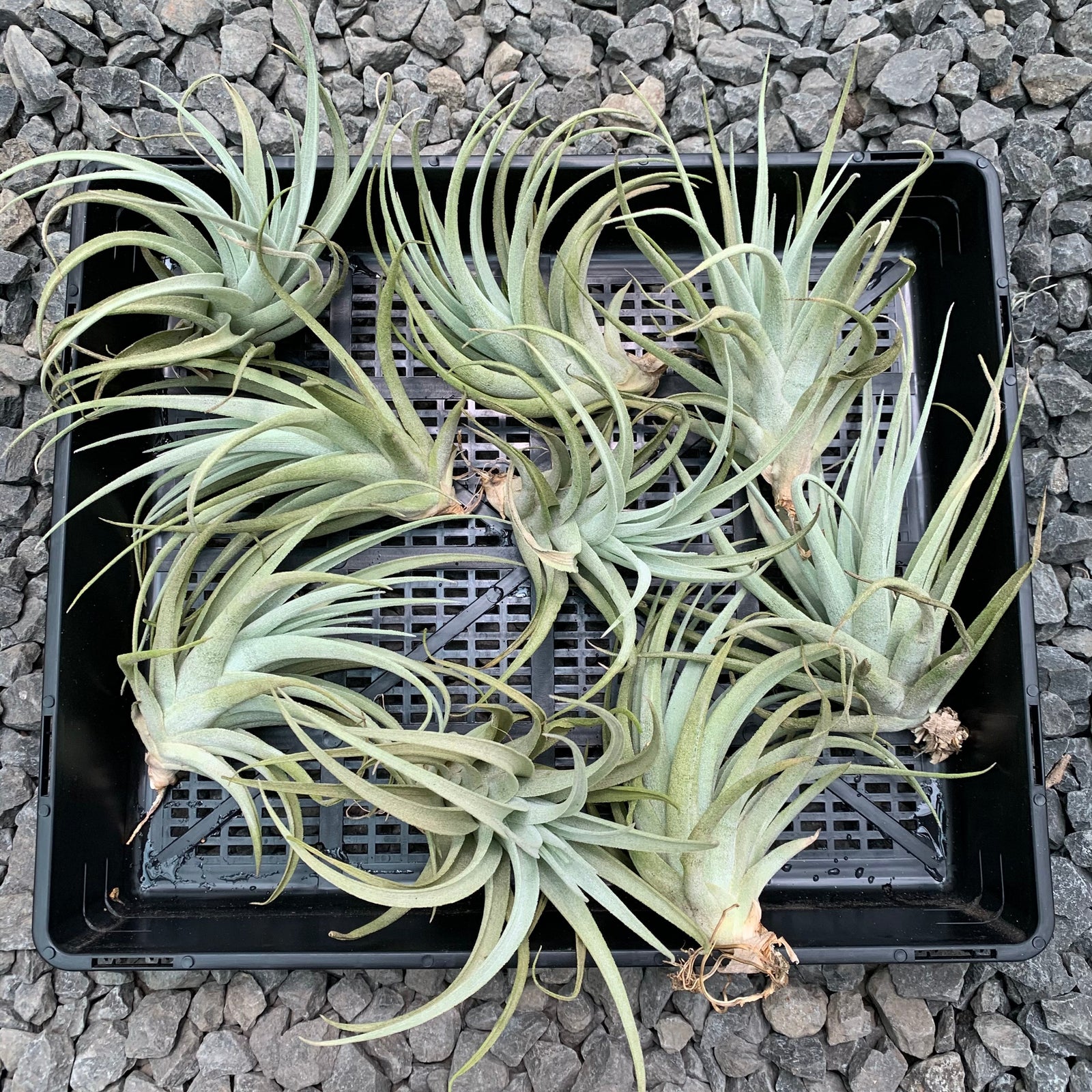 Tillandsia - subsecundifolia ‘Giant Orange’ ex. BD